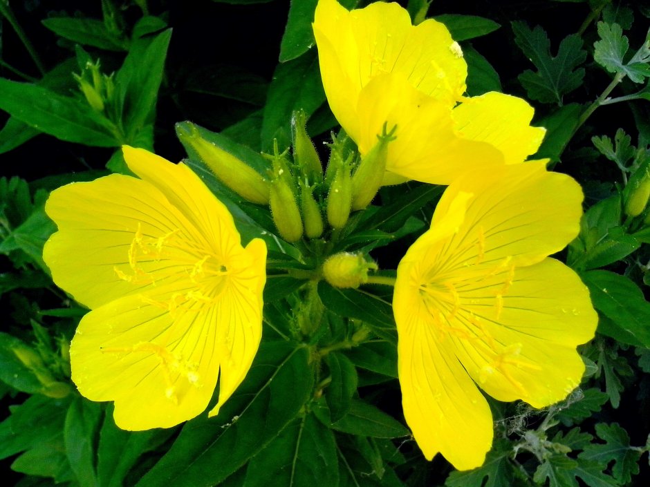 Растение с желтыми цветами