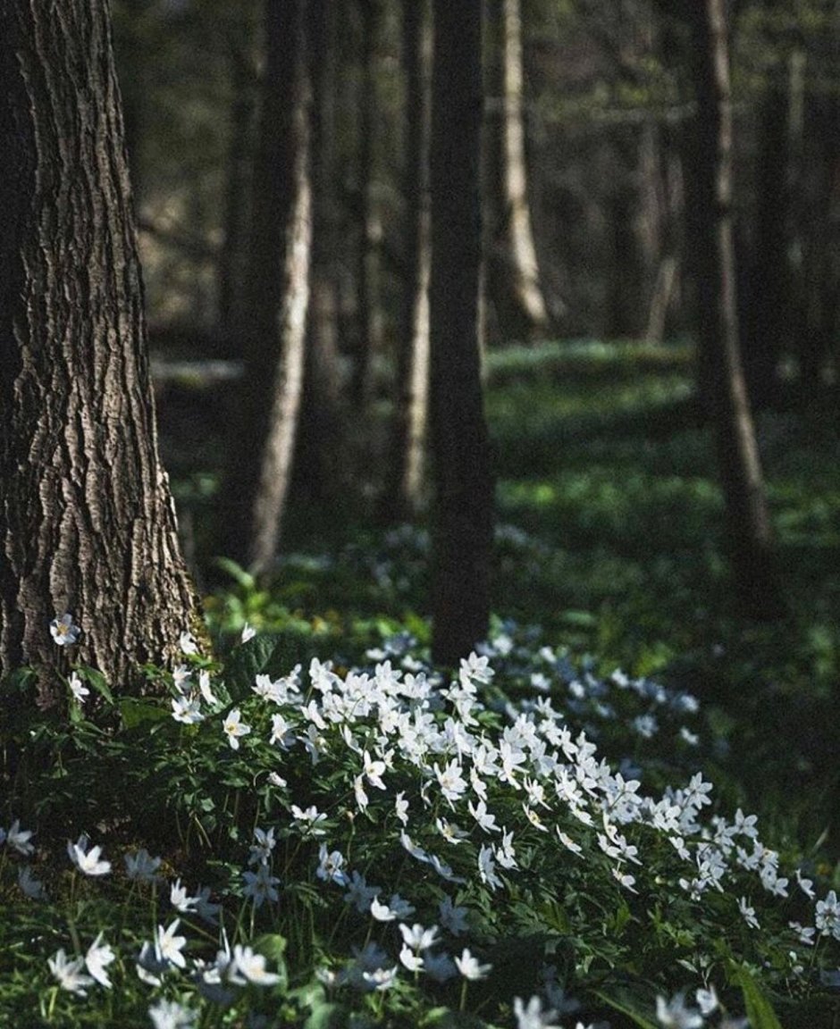 Белые Лесные цветы