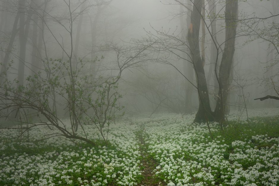 Весна туман