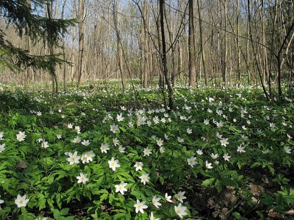 Белые цветы в лесу в апреле