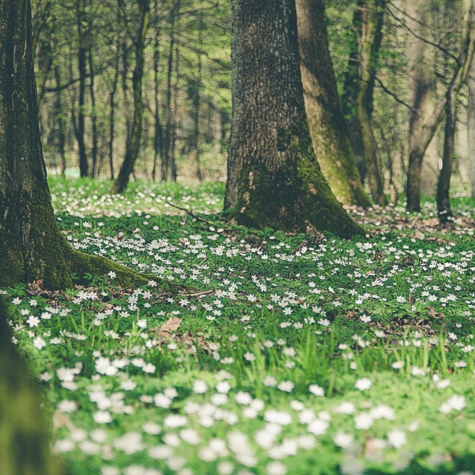 Маленькие белые цветы в лесу
