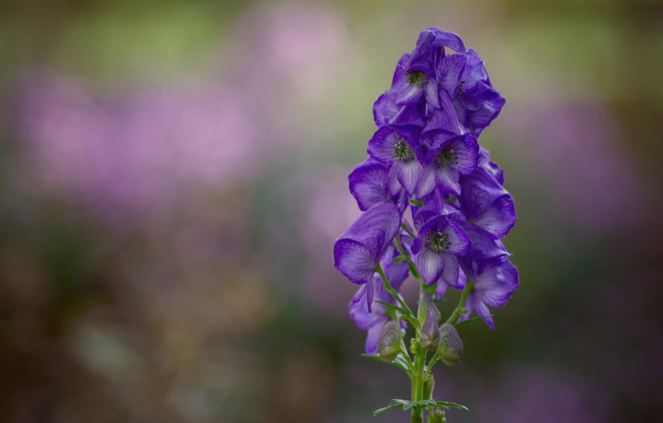 Фиолетовый Аконит цветок