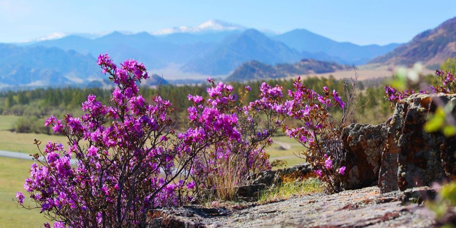 Цветы маральника горный Алтай