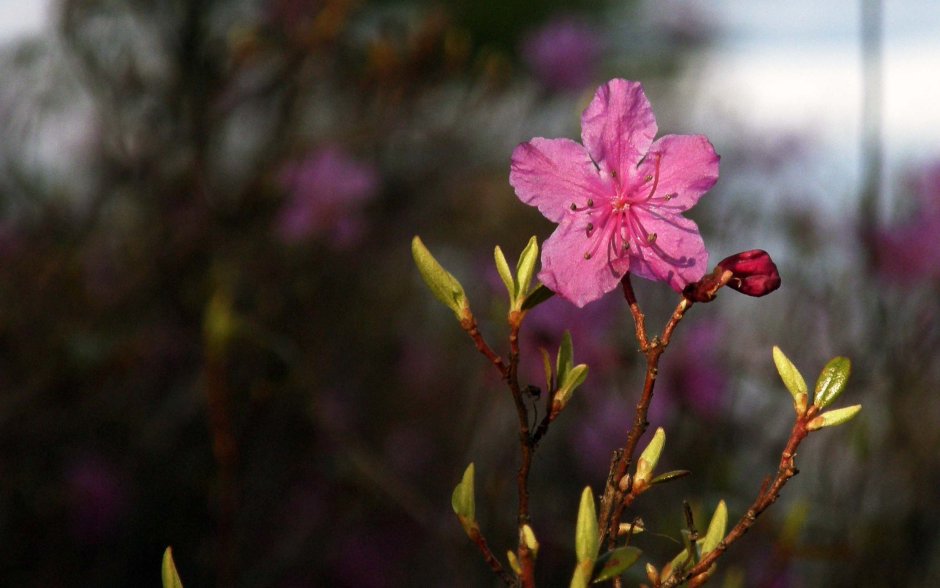 Багульник Забайкальский цветок