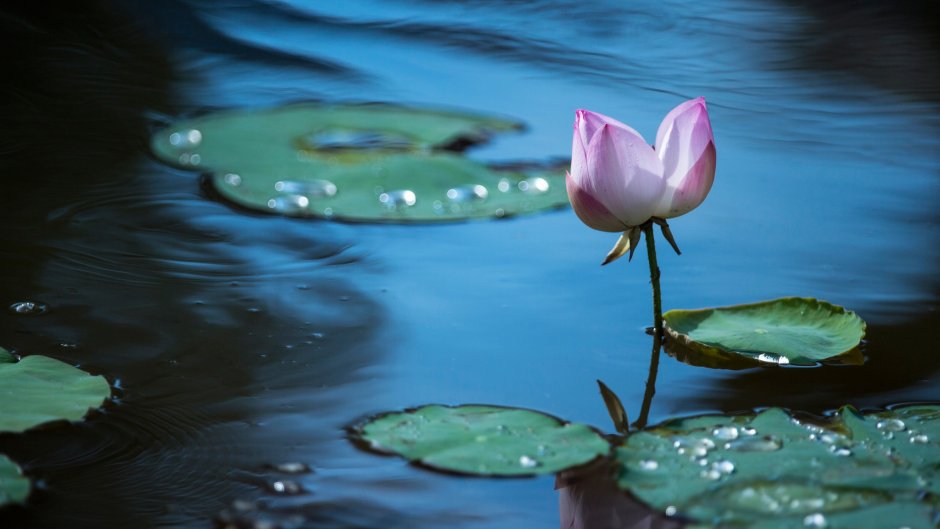 Лотос цветок на озере