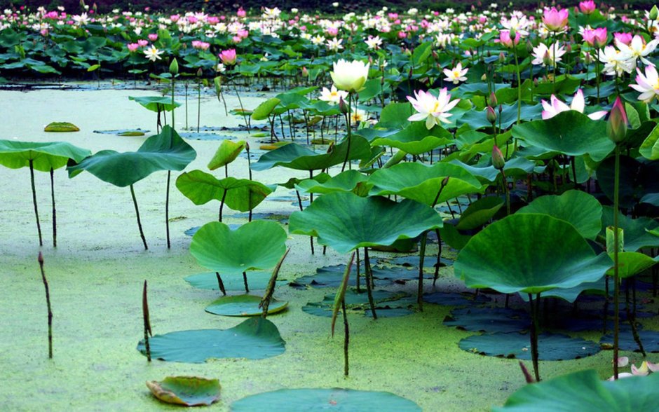 Парк Асикага водяные лилии