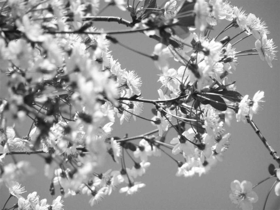 Весна черно белая