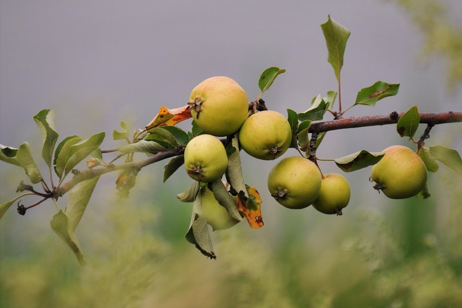 Дикая Лесная яблоня плоды
