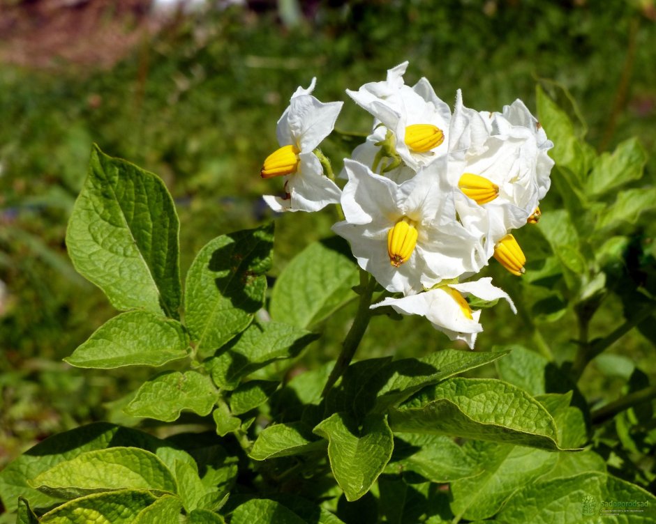 Цветы картофеля Синеглазки