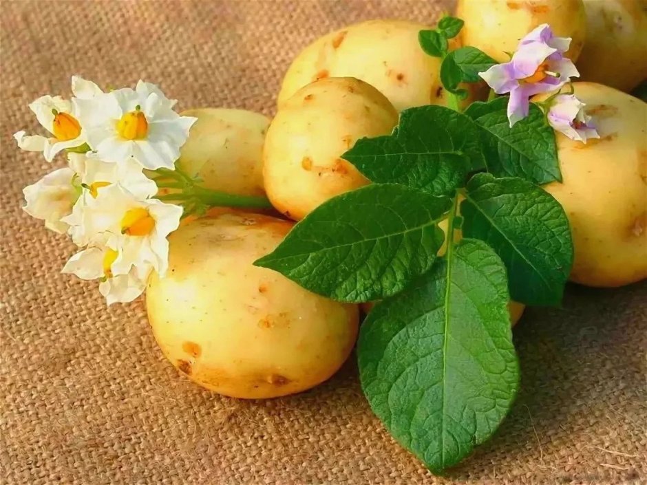 Цветок картофеля