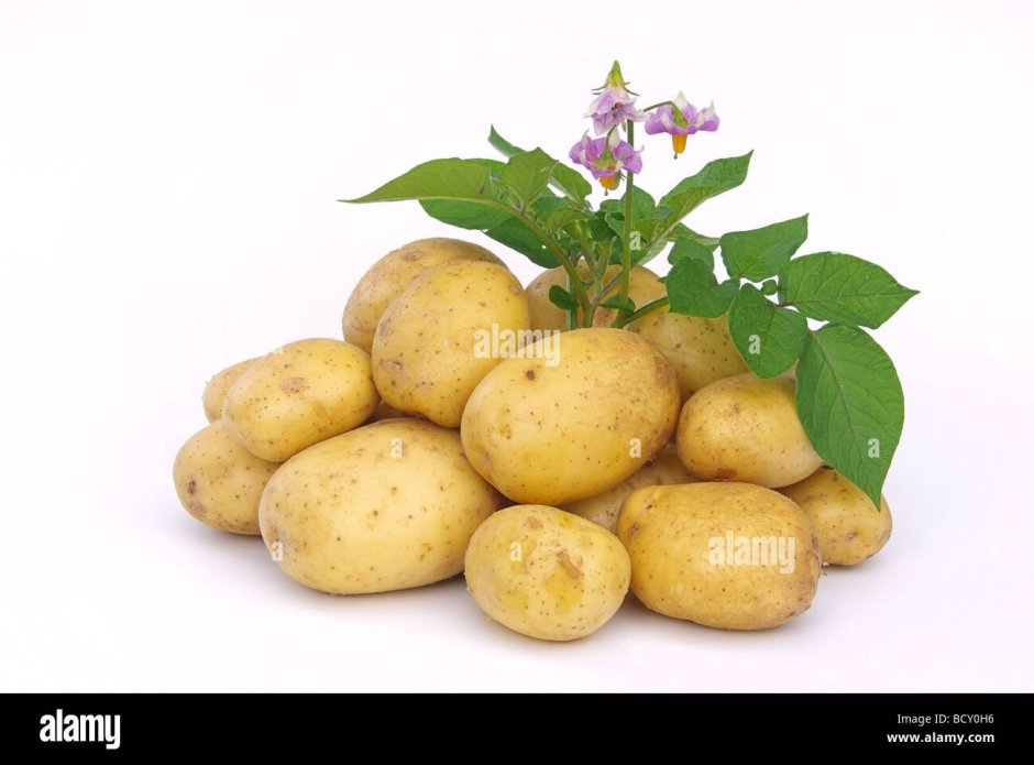Ботва картошки