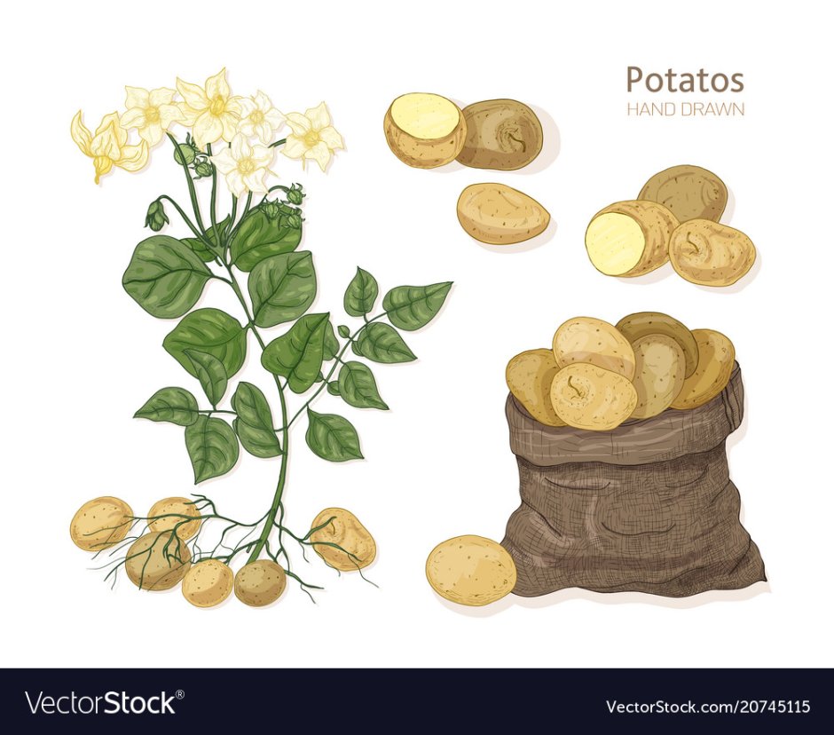 Ткань с рисунком картошка