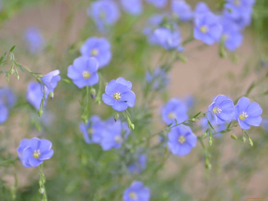 Голубые луговые цветы