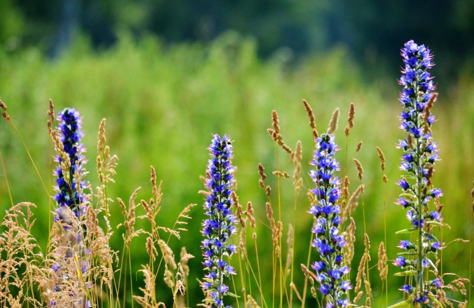 Трава с синими цветочками Полевая