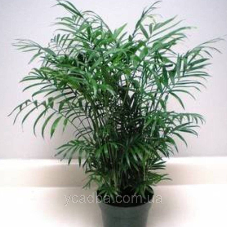 Растение Пальма хамедорея