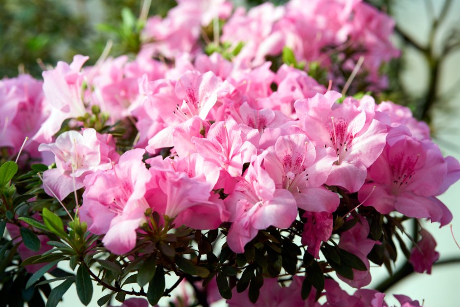Рододендрон Азалия розовая