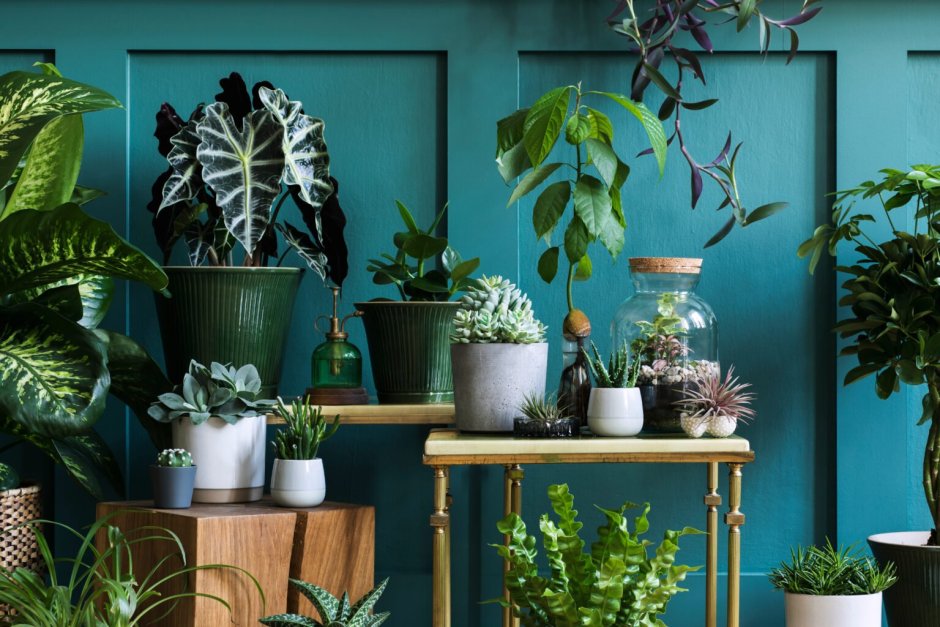 Нецветущие комнатные растения в интерьере