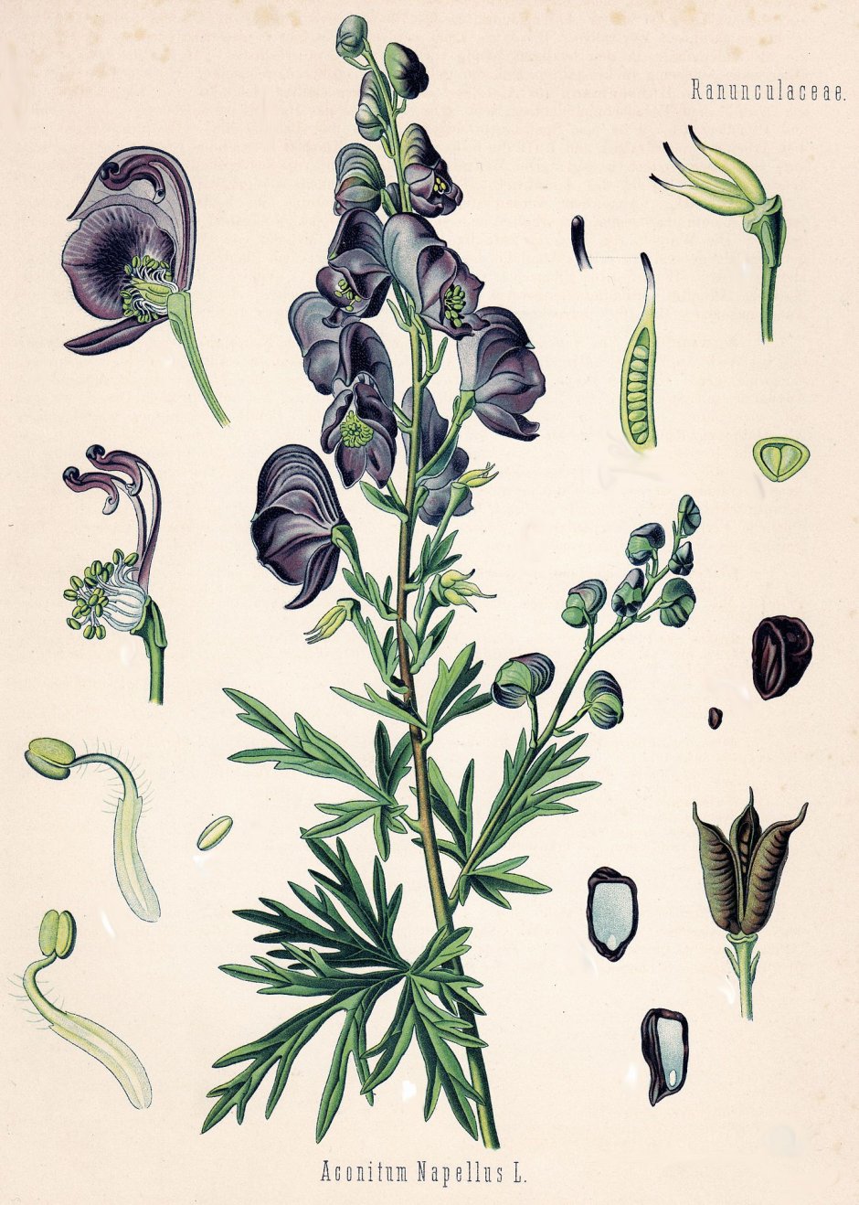 Ботаническая иллюстрация Аконит клобучковый