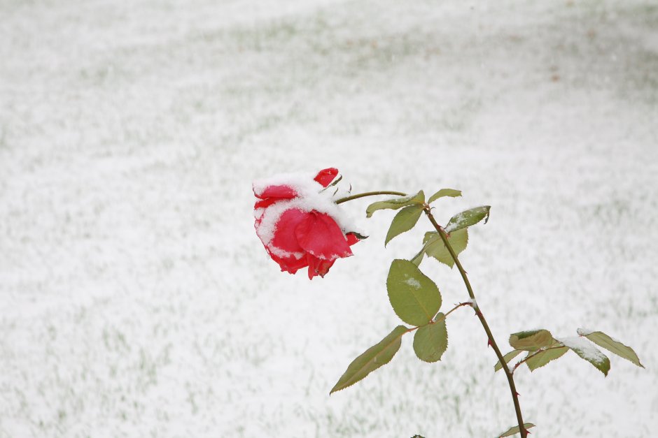 Одинокий цветок в снегу