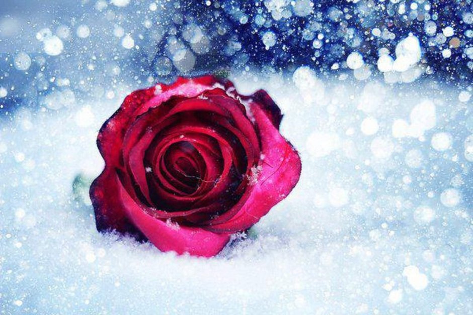 Розы на фоне зимы