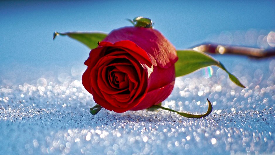 Фото розы на снегу на рабочий стол