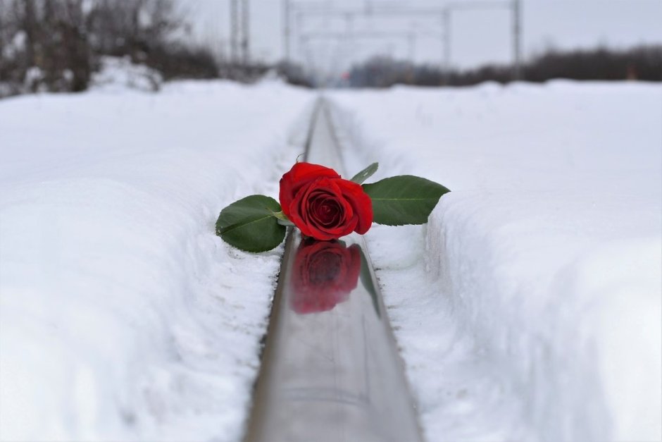 Красные розы зимой