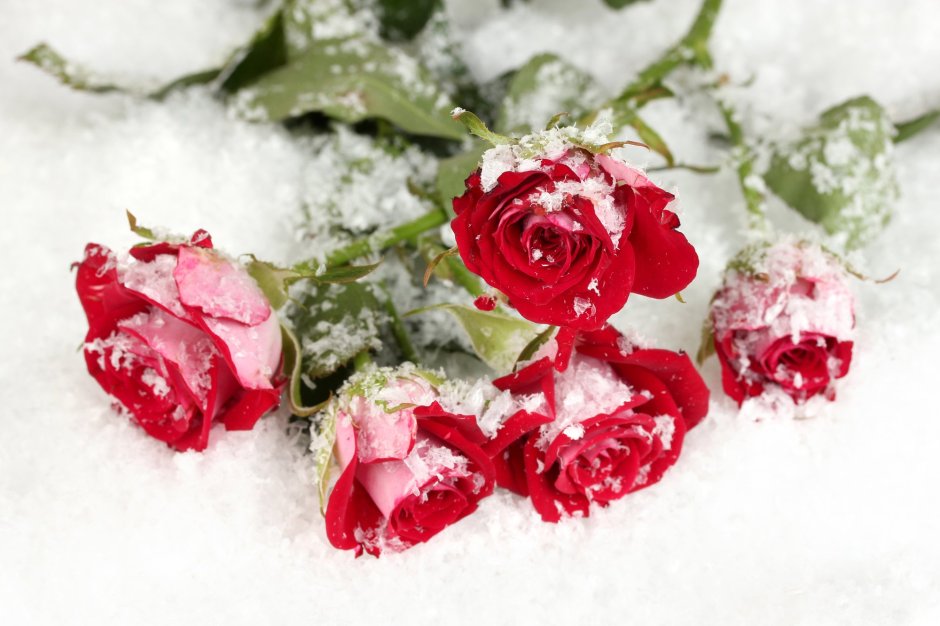 Красивые розы на снегу
