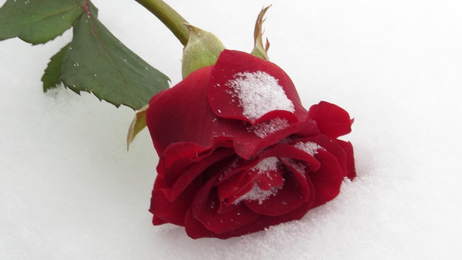 Роза в зимнем снегу
