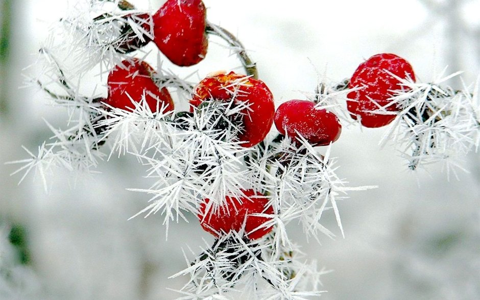 Красные ягоды зимой