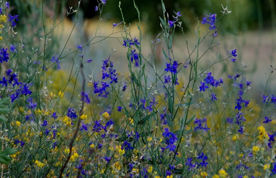 Синенький Луговой цветок Крыма