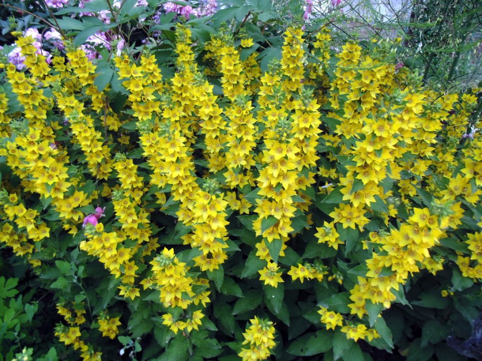 Вербейник точечный (Lysimachia punctata)