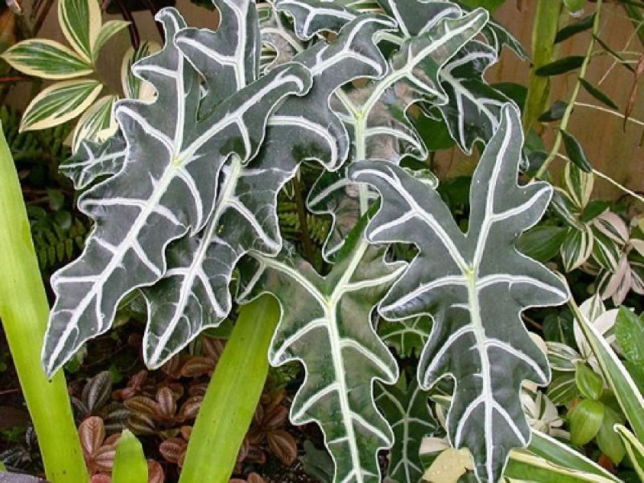 Алоказия Сандера Alocasia sanderiana