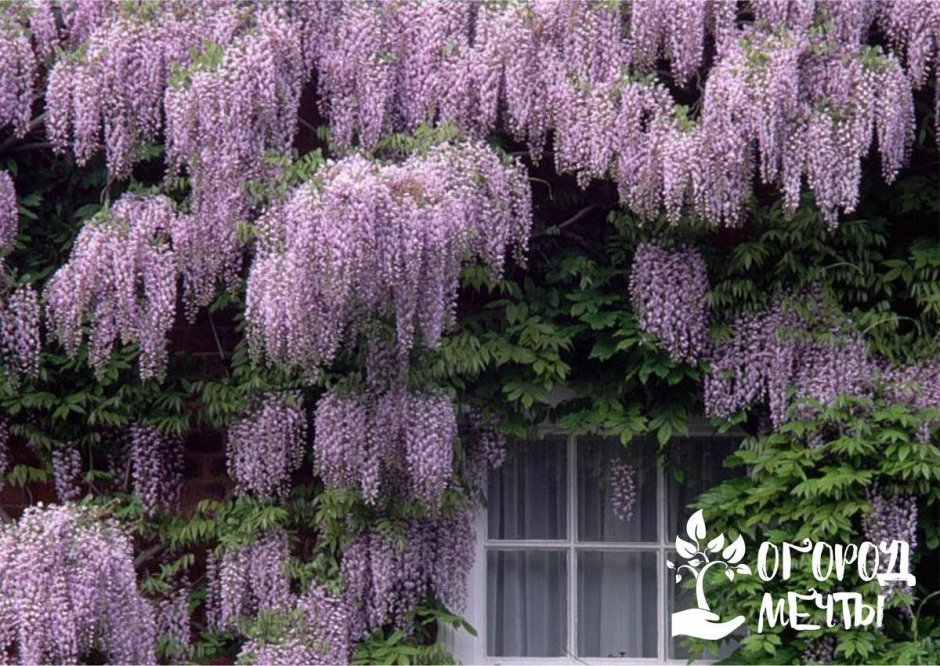 Wisteria sinensis Глициния китайская