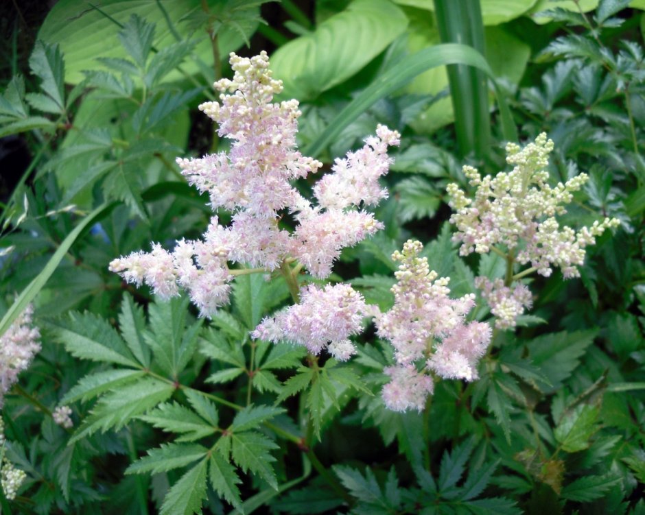 Astilbe arendsii Diamant