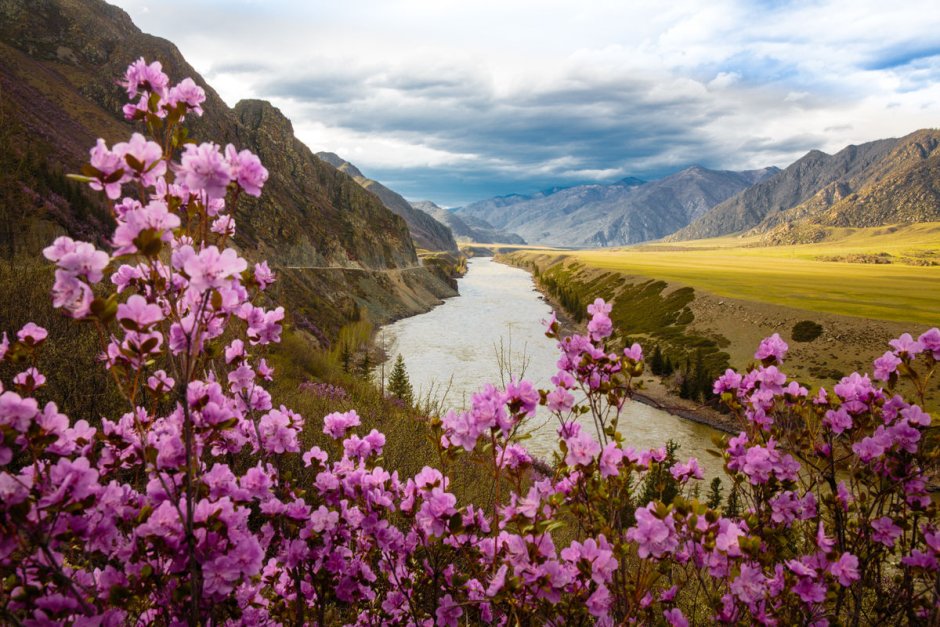 Алтайский маральник цветение