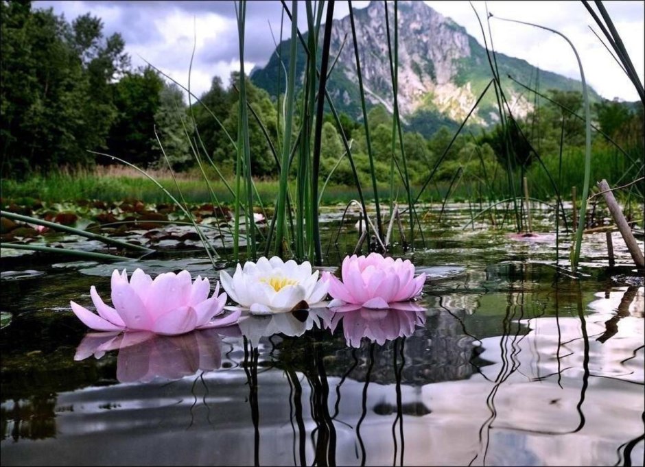 Лилии итальянского озера Ведана