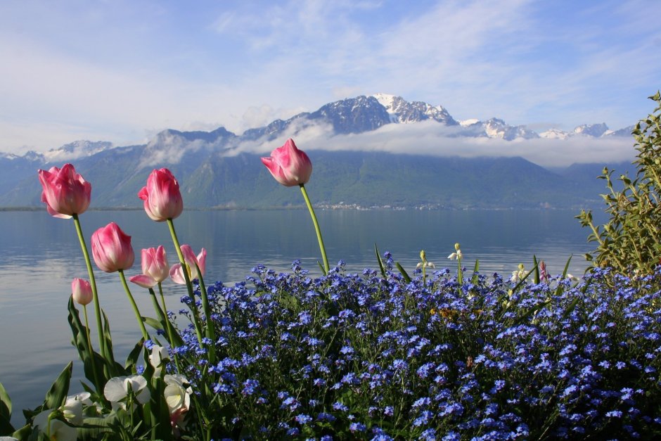 Швейцария Долина цветы