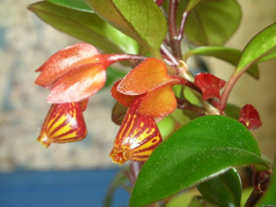 Цветок нематантус Тропикана