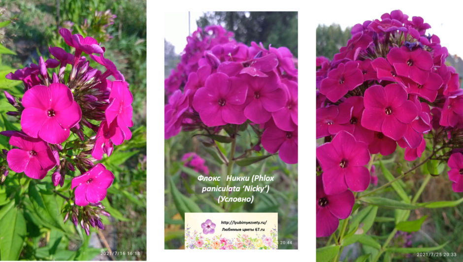 Phlox paniculata Nicky