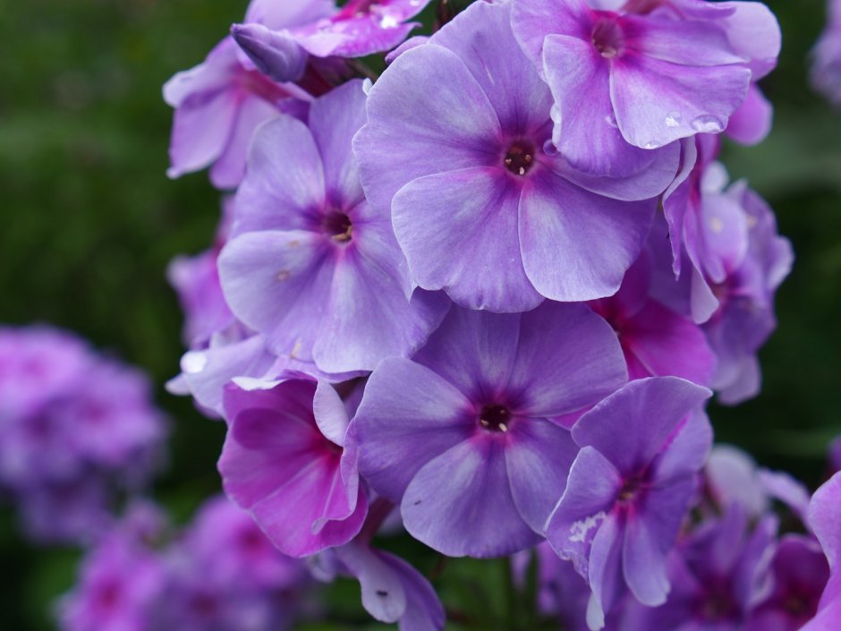 Phlox paniculata Olympus