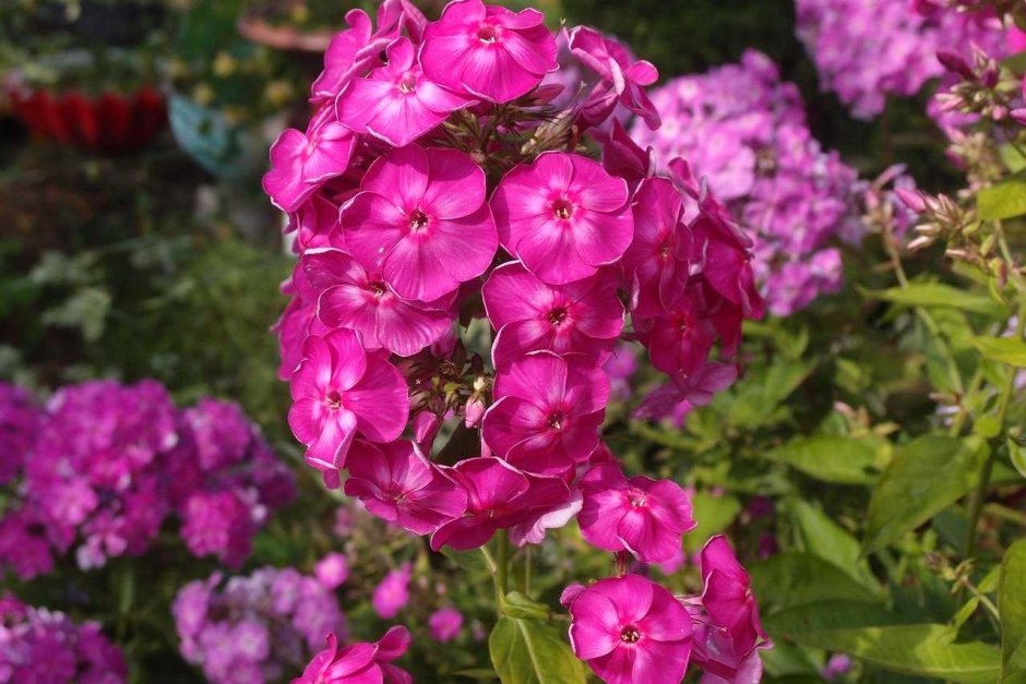 Флокс (Phlox)