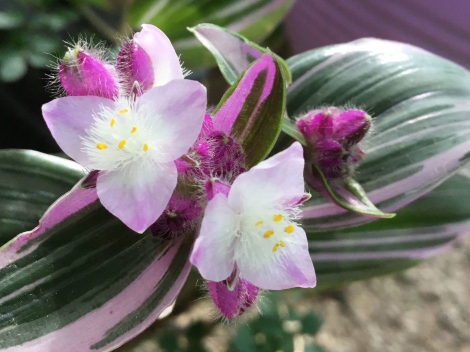 Традесканция blossfeldiana variegata