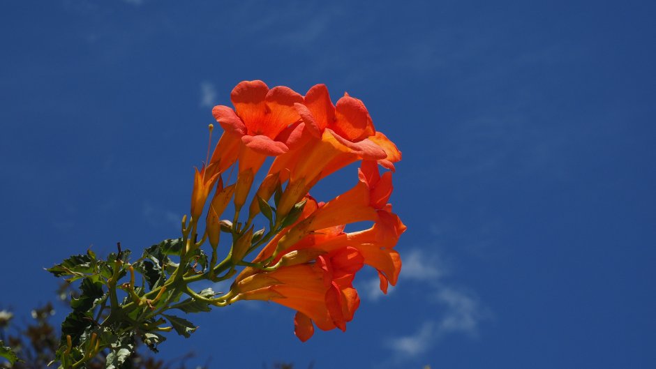 Bignonia (Campsis) Yellow Trumpet