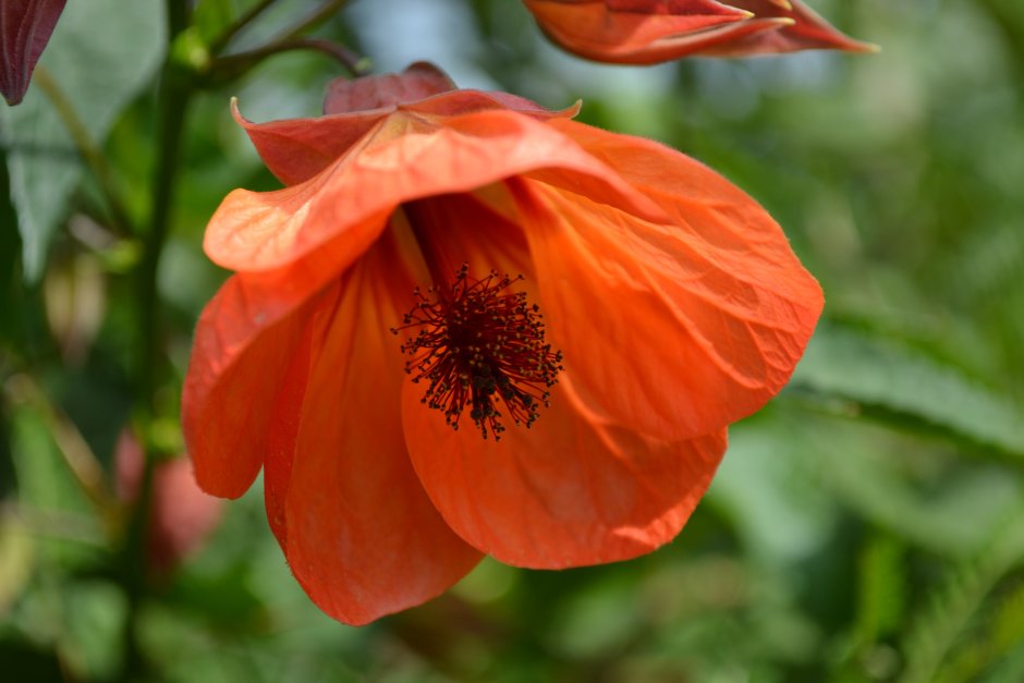 Абутилон Дарвина (Abutilon darwinii)