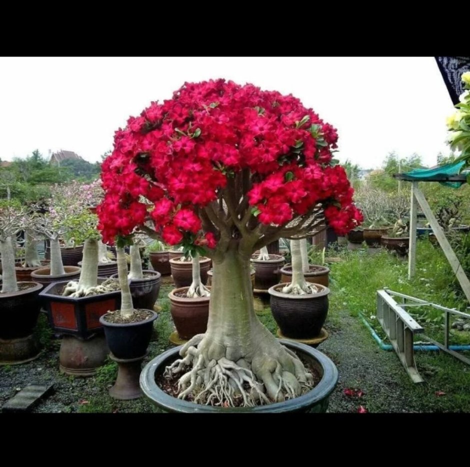 Adenium Somalense