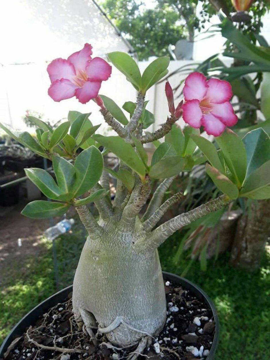 Adenium arabicum "arabicum" / Адениум арабикум "arabicum"