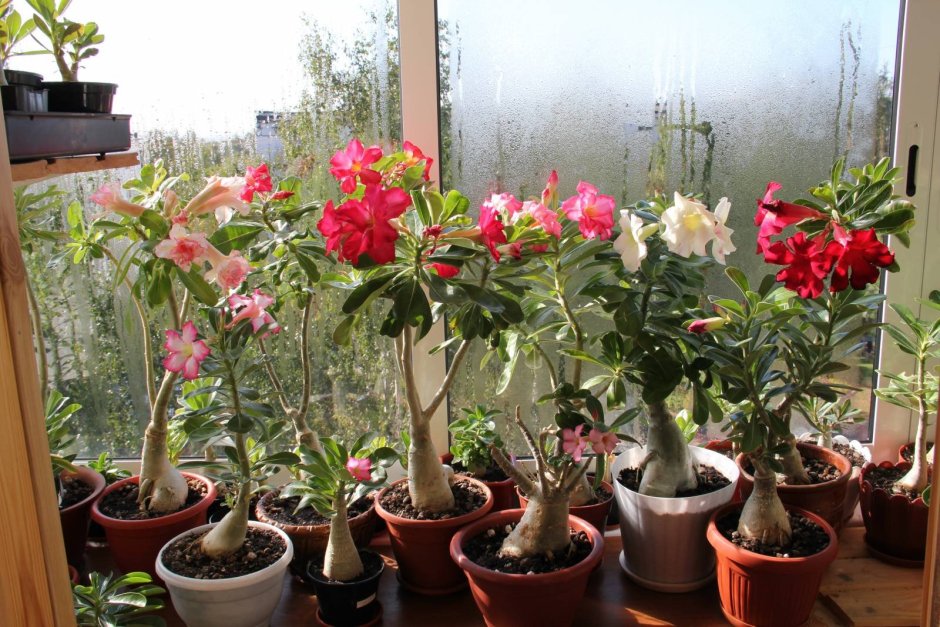 Adenium Obesum Desert Rose Cynthia