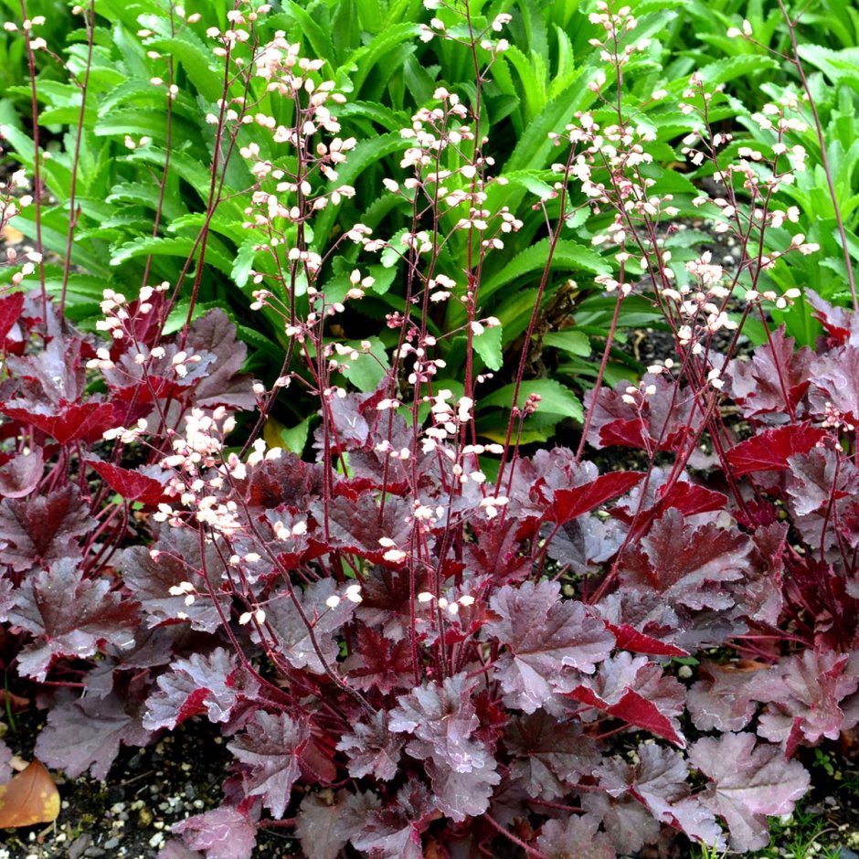 Гейхера Heuchera Coco