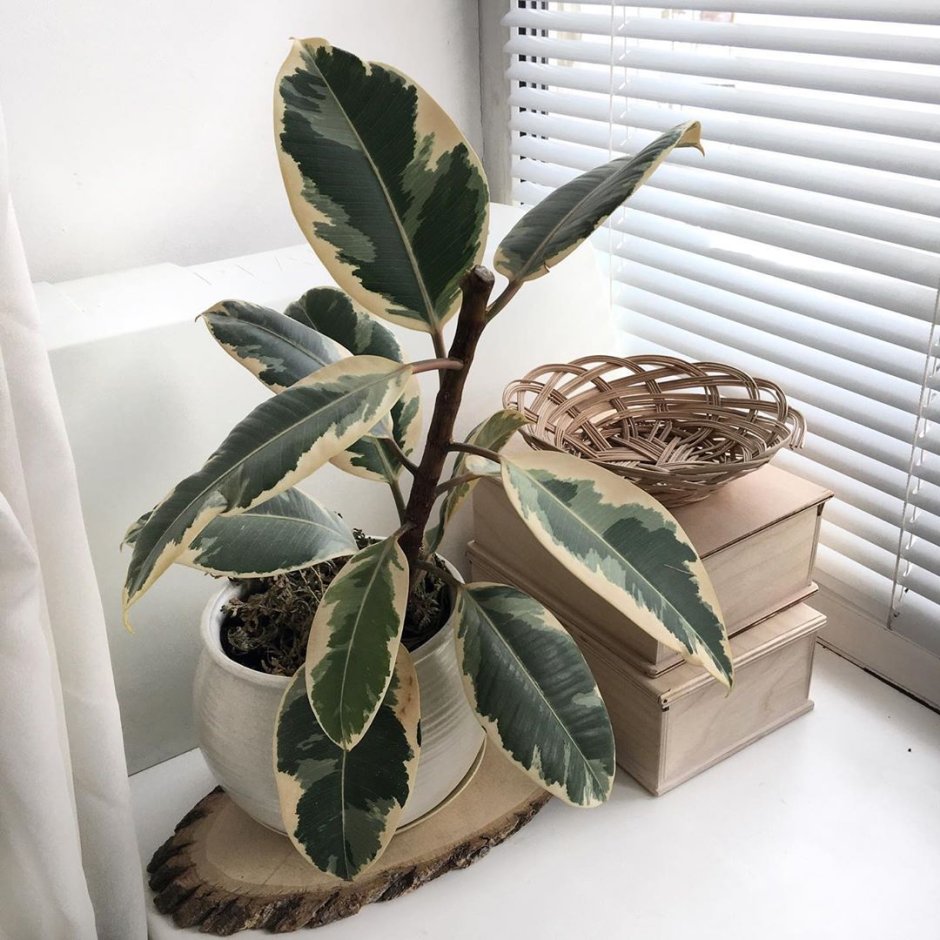 Фикус каучуконосный Ficus elastica