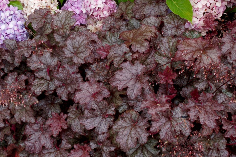 Гейхера Heuchera Amethyst Myst